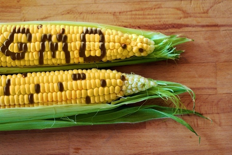 Wat zijn GMO’s, wat is de relatie met onze gezondheid en hoe kan je ze beperken?